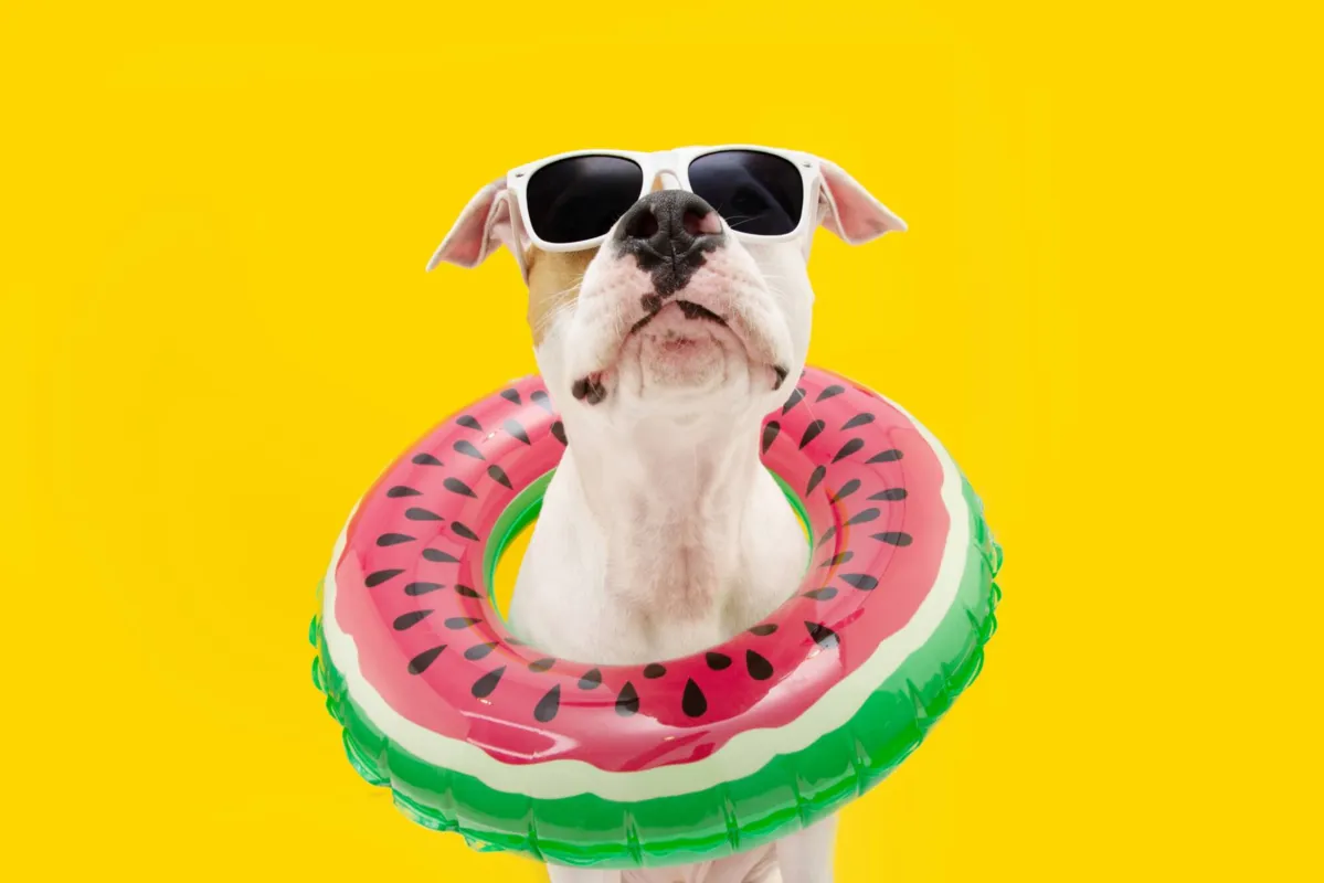 Imagem ilustrativa da imagem Dias mais quentes exigem cuidados extras com os pets