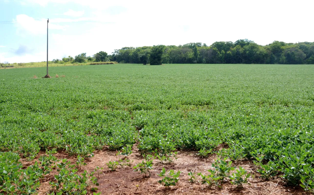 Até o momento, a estimativa de prejuízo no Paraná é de R$ 16,8 bilhões em razão da estiagem prolongada, indica a Secretaria de Estado da Agricultura e do Abastecimento