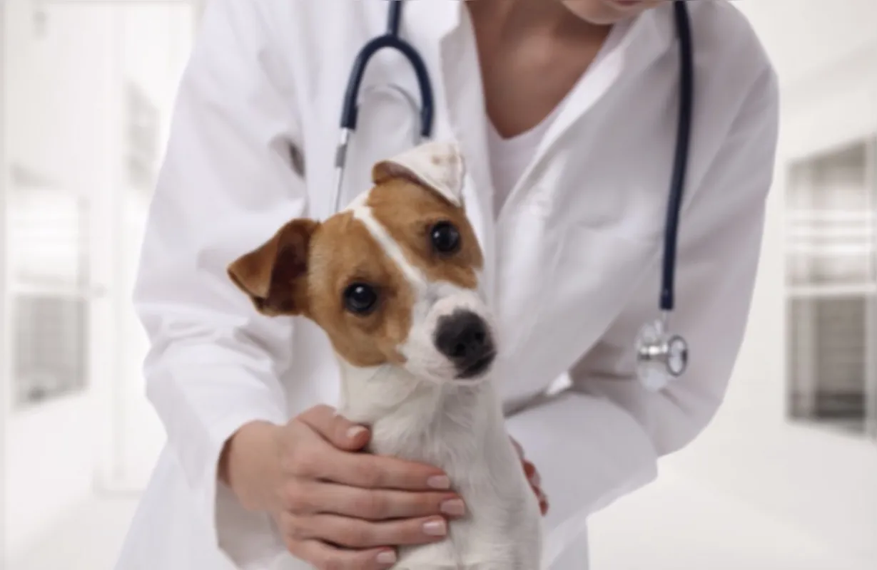 O diabetes mellitus nos animais funciona de forma semelhante ao dos humanos e precisa ter acompanhamento do médico veterinário 