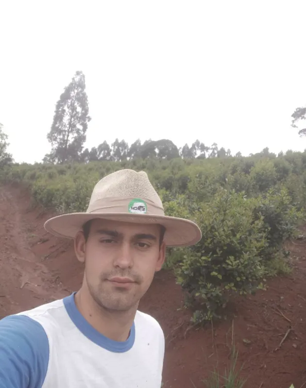 O produtor Mateus Semmelmann espera colher 350 toneladas de erva-mate neste ano