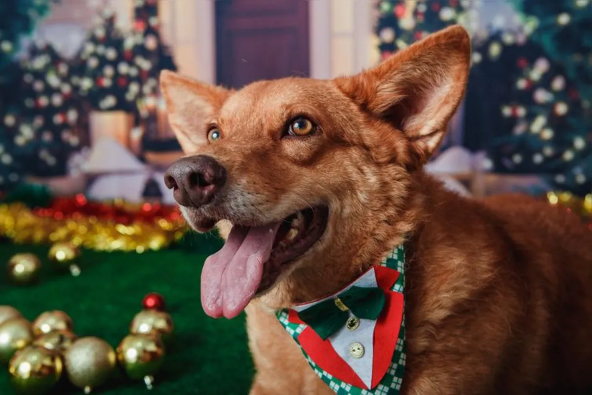 Imagem ilustrativa da imagem Pets resgatados de Brumadinho viram modelos fotográficos para estimular adoção