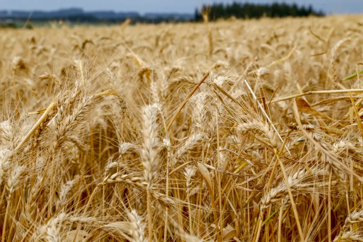 Imagem ilustrativa da imagem Tibagi, nos Campos Gerais, é destaque nacional no trigo