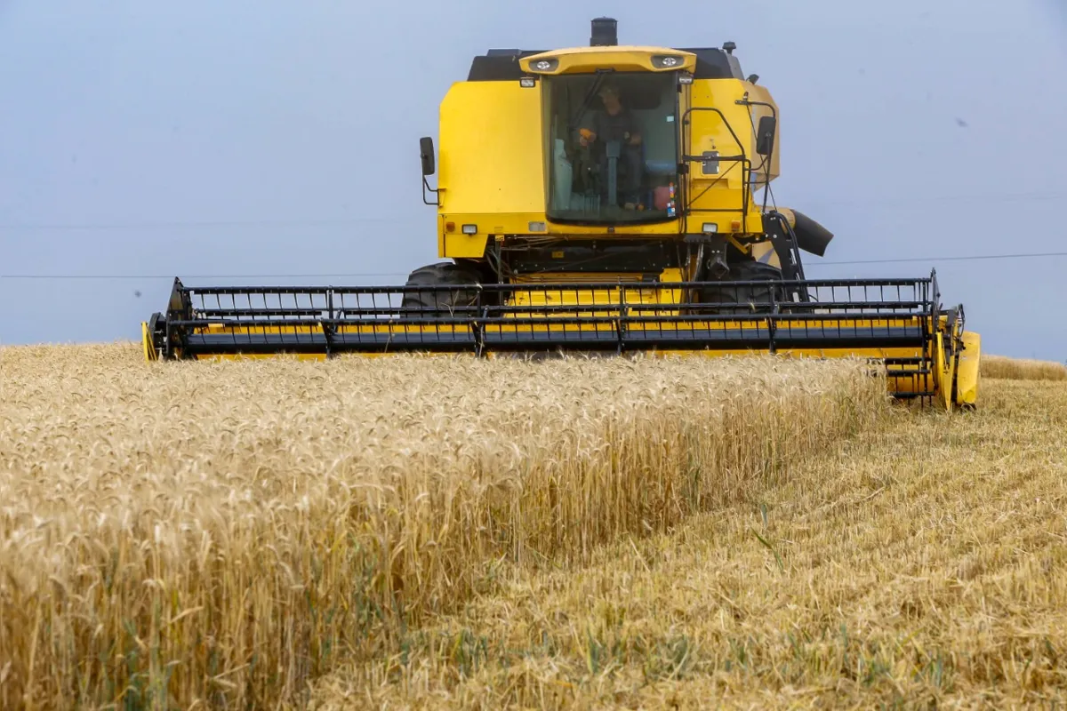 Trigo gera hoje cera de 600 empregos diretos e indiretos, segundo a Secretaria Municipal da Agricultura
