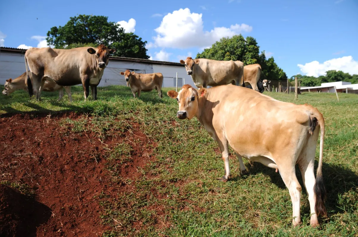 Imagem ilustrativa da imagem Vacas são furtadas da fazenda escola da UEL