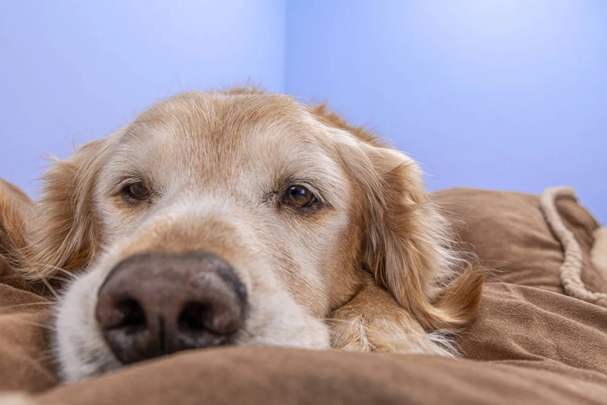 Animais idosos podem apresentar dificuldades para caminhar, deitar, se alimentar ou encontrar uma posição confortável para dormir