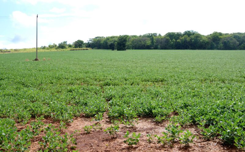 Até o momento, a estimativa de prejuízo no Paraná é de R$ 16,8 bilhões em razão da estiagem prolongada, indica a Secretaria de Estado da Agricultura e do Abastecimento