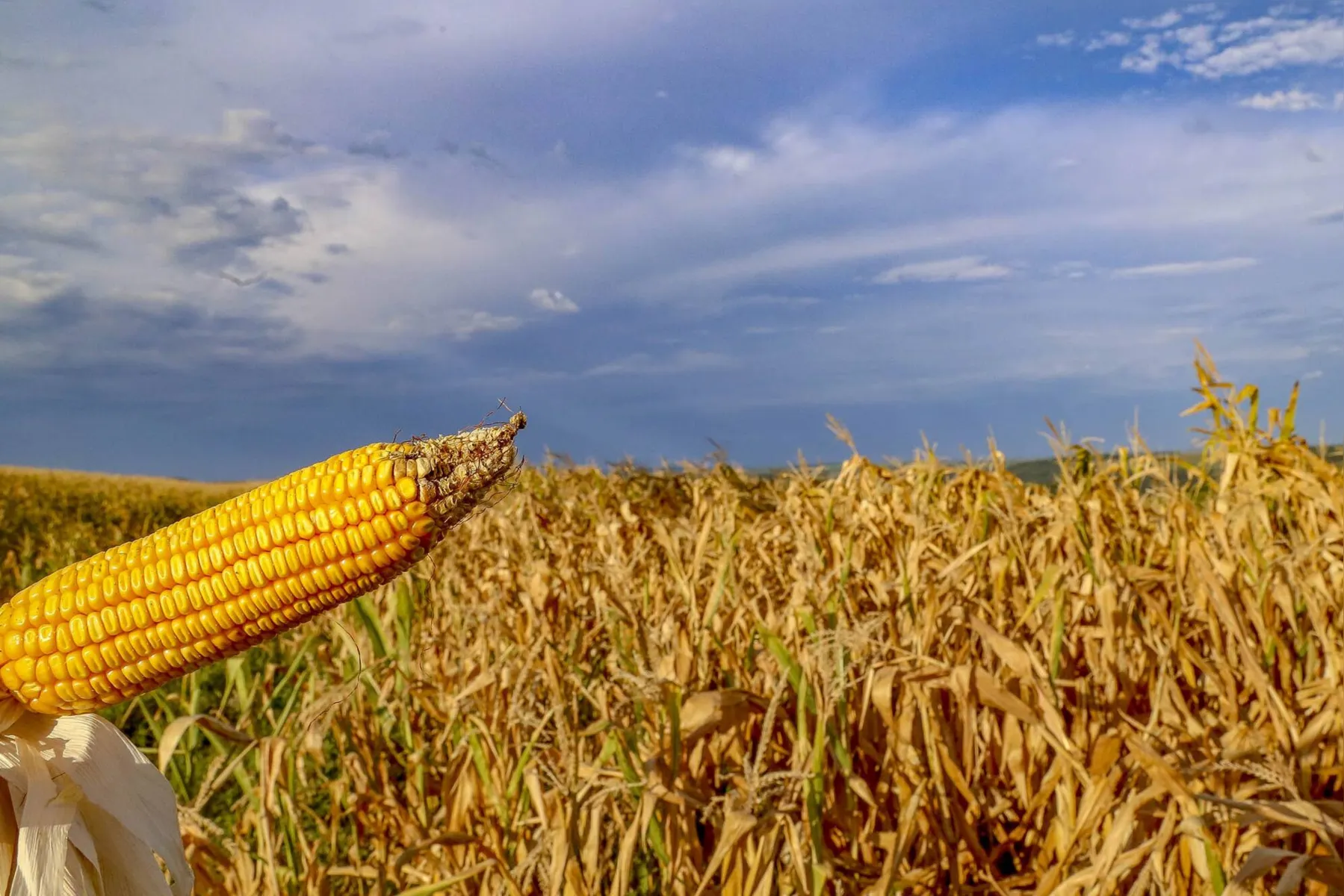 Os produtores de milho já acumulam prejuízos superiores a R$ 2,2 bilhões