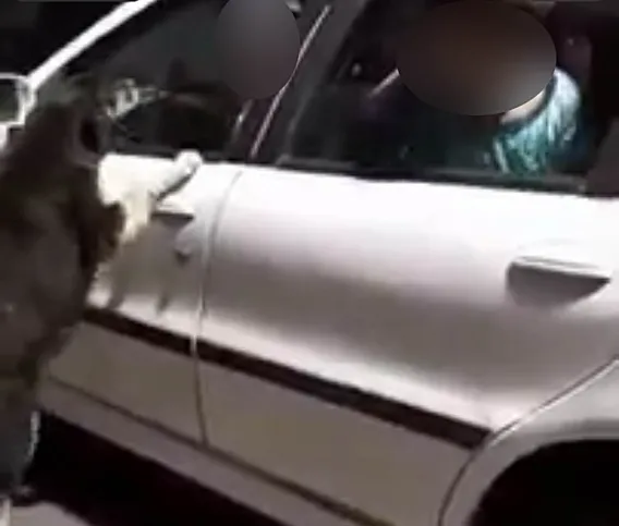 Reprodução do vídeo  que mostra um  cachorro sendo abandonado em Londrina