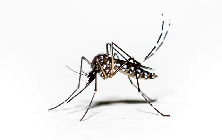 Imagem ilustrativa da imagem Dengue, outro perigo real e imediato