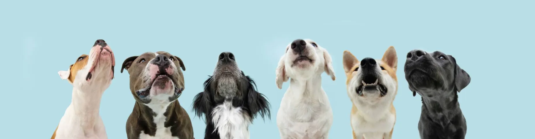 Imagem ilustrativa da imagem Estudo mostra que cães podem distinguir idiomas diferentes