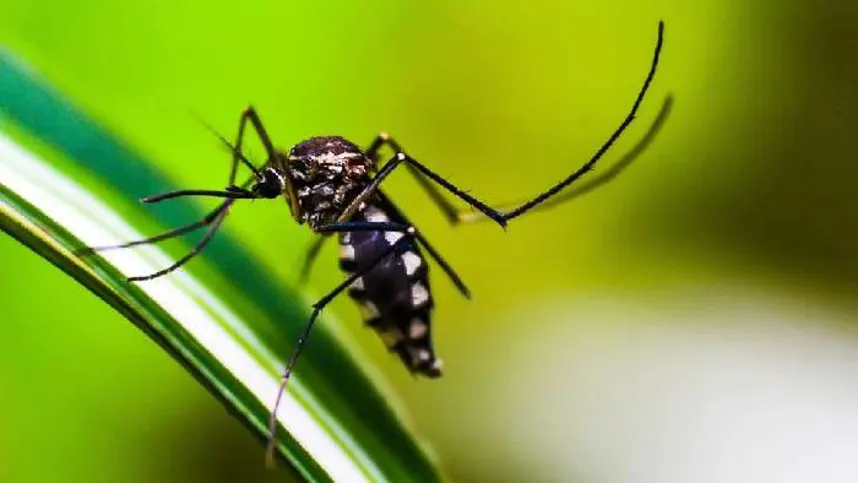 Imagem ilustrativa da imagem Londrina entra em estado de alerta para dengue