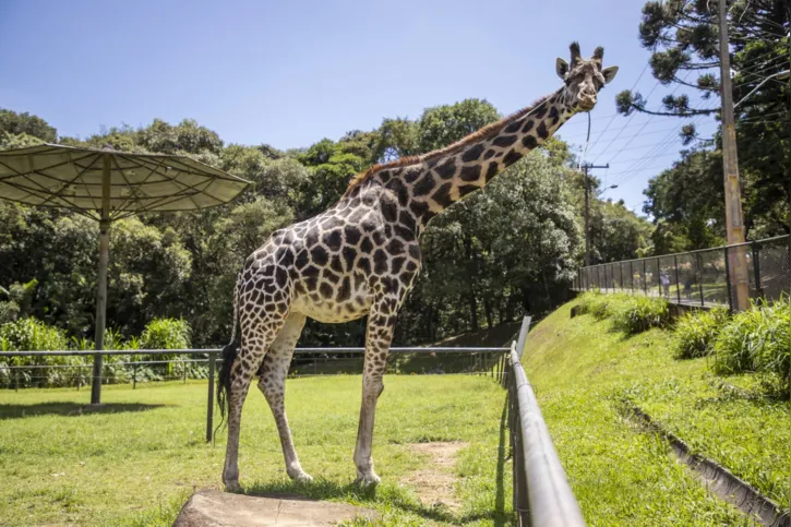 Imagem ilustrativa da imagem Zoológico de Curitiba se despede de girafa mais velha do Brasil