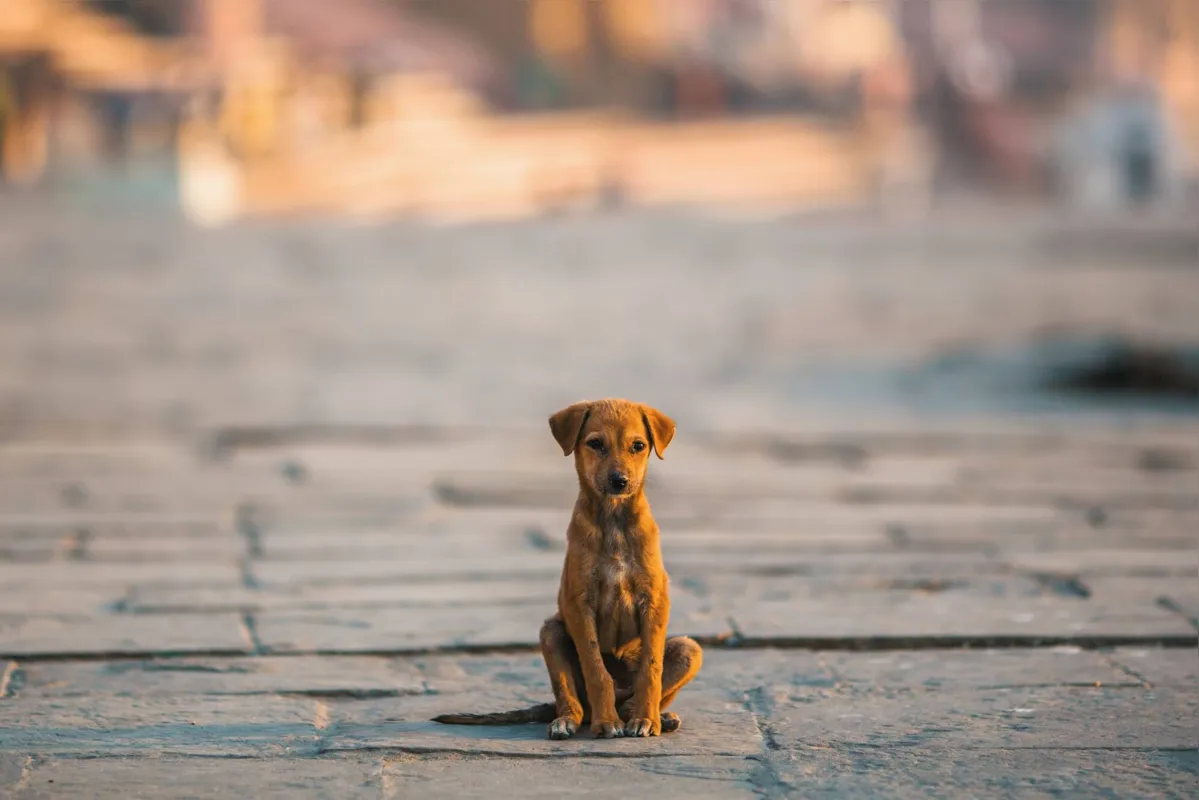 Imagem ilustrativa da imagem Cachorro é abandonado no Centro de Londrina