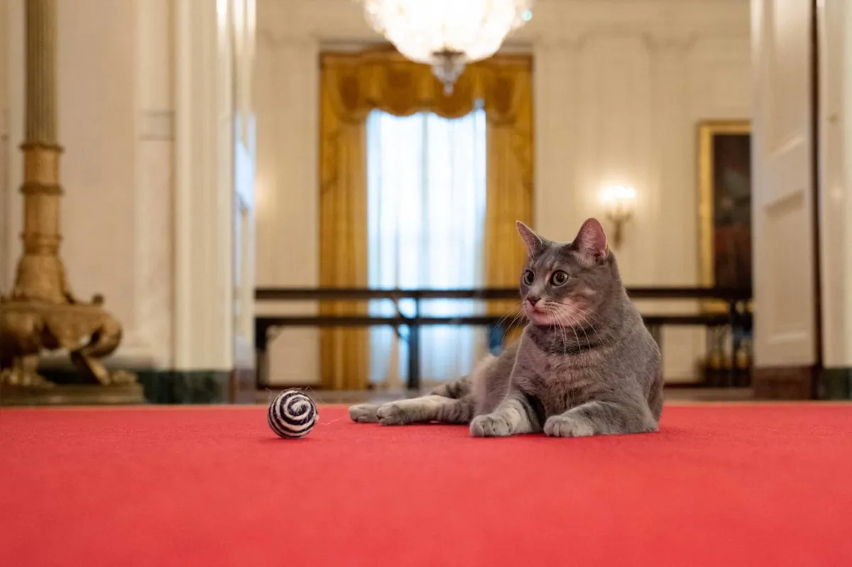 Willow está se instalando na Casa Branca com seus brinquedos favoritos, guloseimas e muito espaço para cheirar e explorar