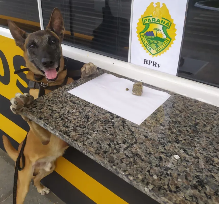 Hórus em uma apreensão de droga na PRE