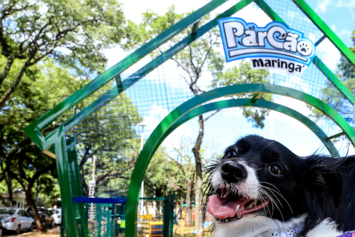 Imagem ilustrativa da imagem Conheça o ParCão, espaço para pets em Maringá