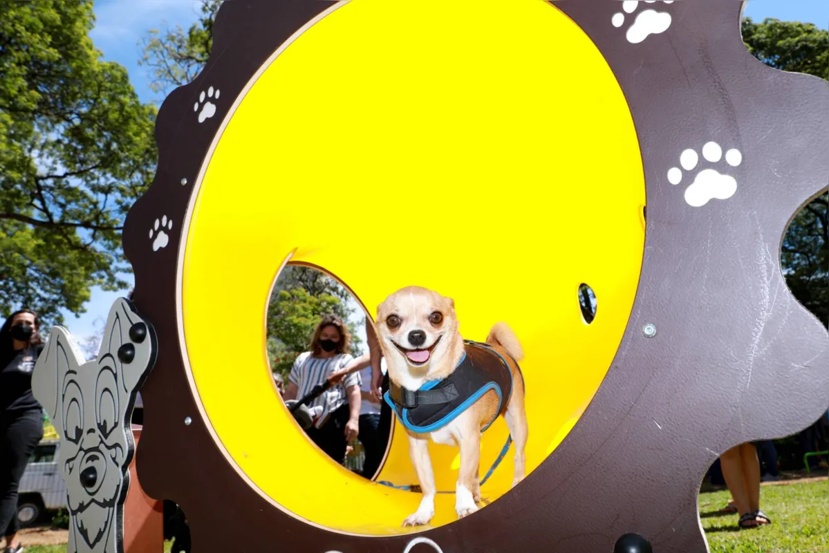 Imagem ilustrativa da imagem Conheça o ParCão, espaço para pets em Maringá