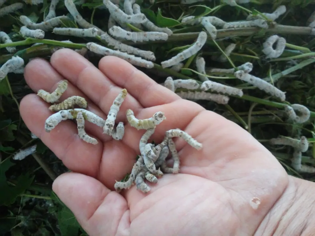 A deriva de agrotóxicos provoca, na maioria das vezes, a morte imediata dos bichos-da-seda