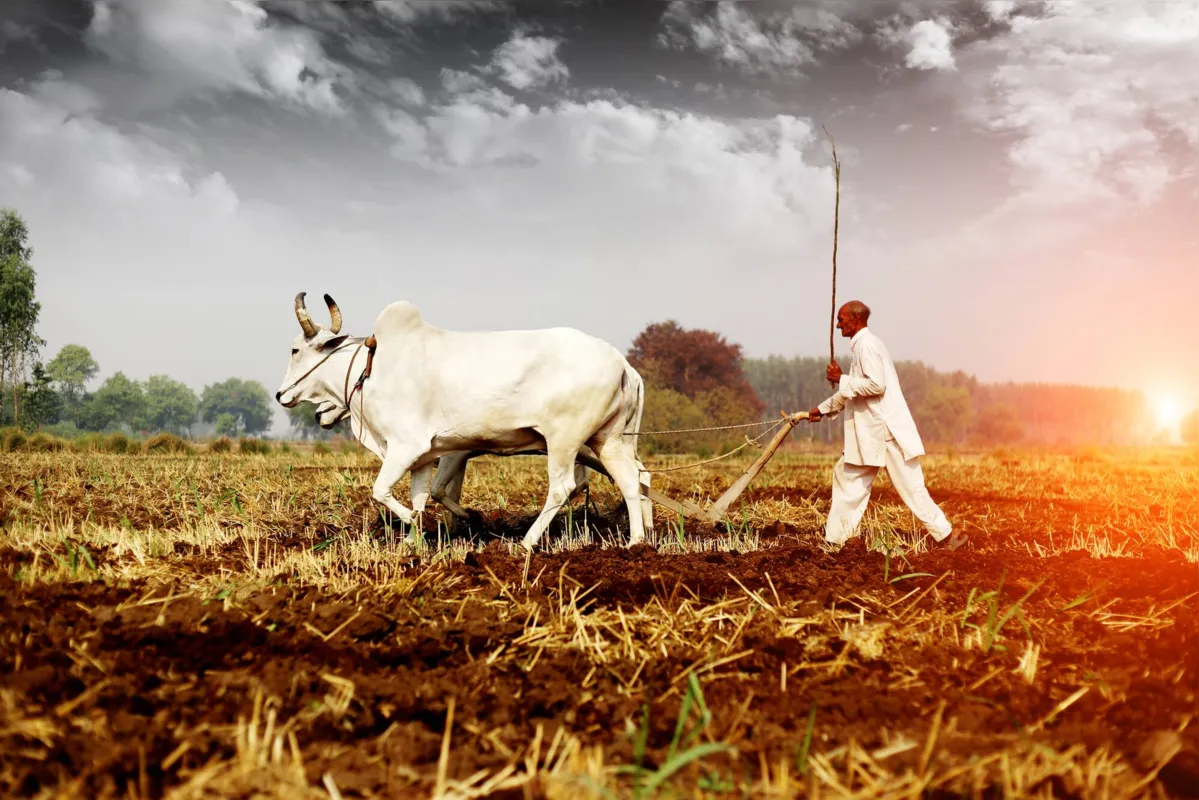 Imagem ilustrativa da imagem Dos primórdios à agricultura moderna: um salto gigante