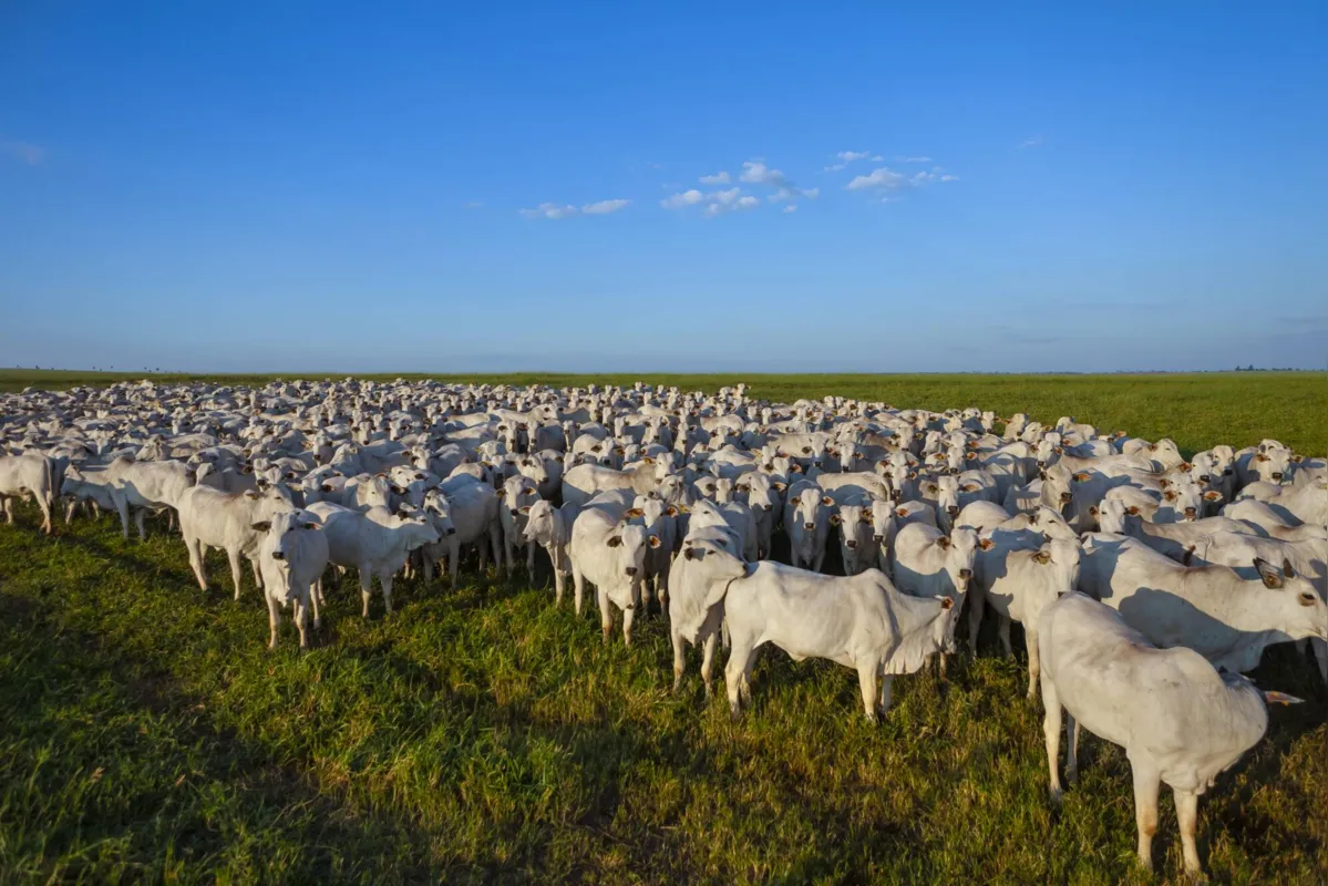 Entre as estratégias que já são utilizadas para reduzir a emissão de metano na pecuária brasileira estão o melhoramento genético de pastagens para desenvolver alimentos mais digestíveis para os animais