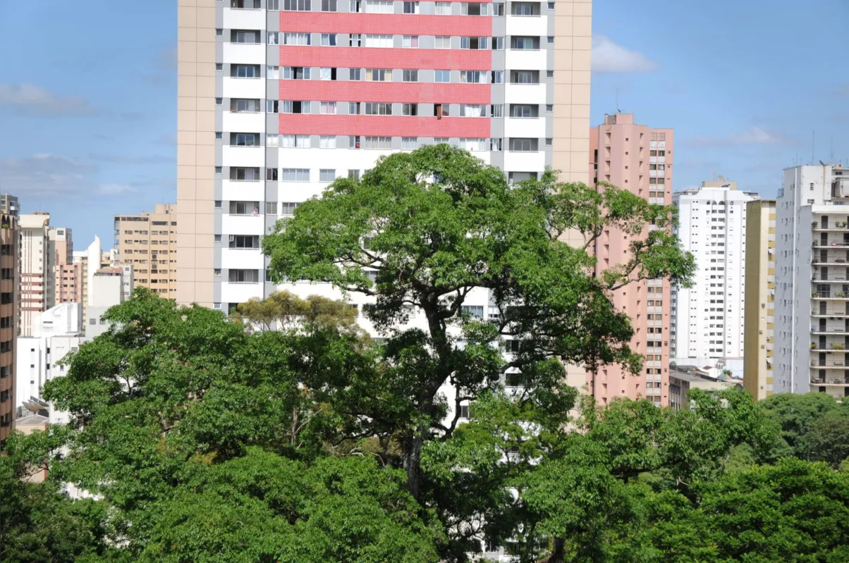 Símbolo vivo da história de Londrina, a copa da peroba centenária e monumental do Bosque vista a partir do Edifício Angélica