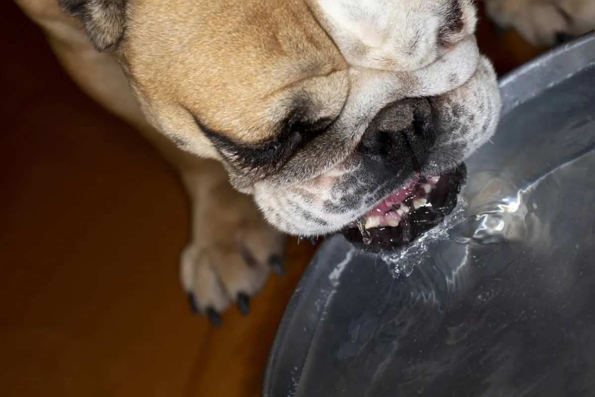 Algumas raças necessitam de maior atenção, porque são propensos a problemas respiratórios, especialmente no calor 