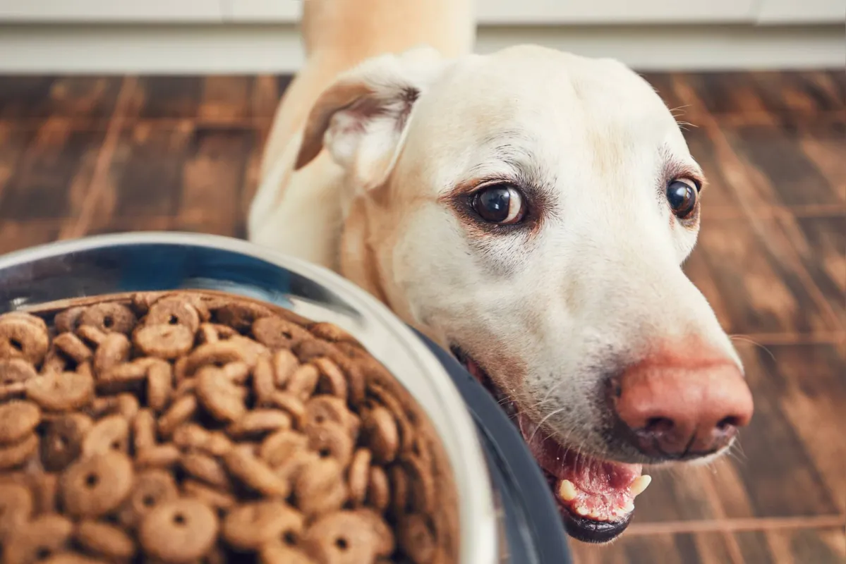 Imagem ilustrativa da imagem Pets precisam de uma dieta completa e equilibrada