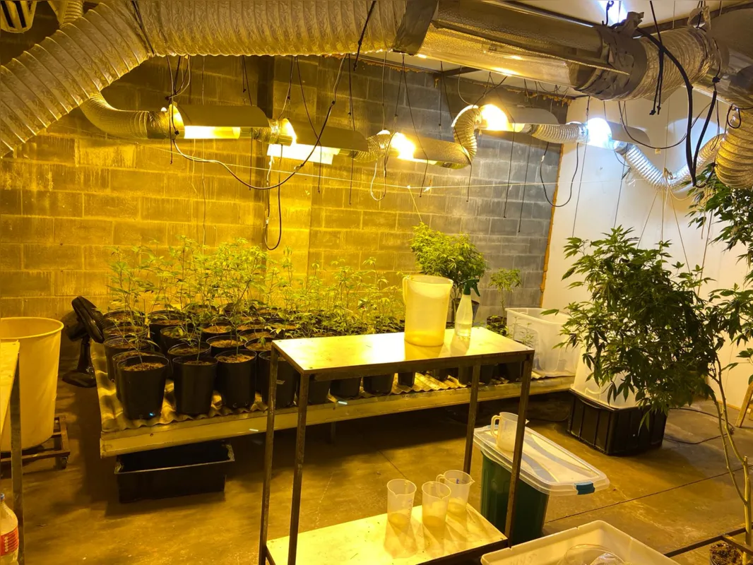 Imagem ilustrativa da imagem Polícia Federal descobre estufa clandestina de maconha em Cambé