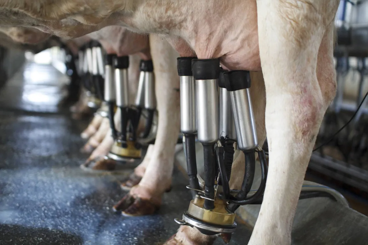 Alta nos custos de produção e a estiagem têm sido as maiores dificuldades dos produtores de leite paranaenses