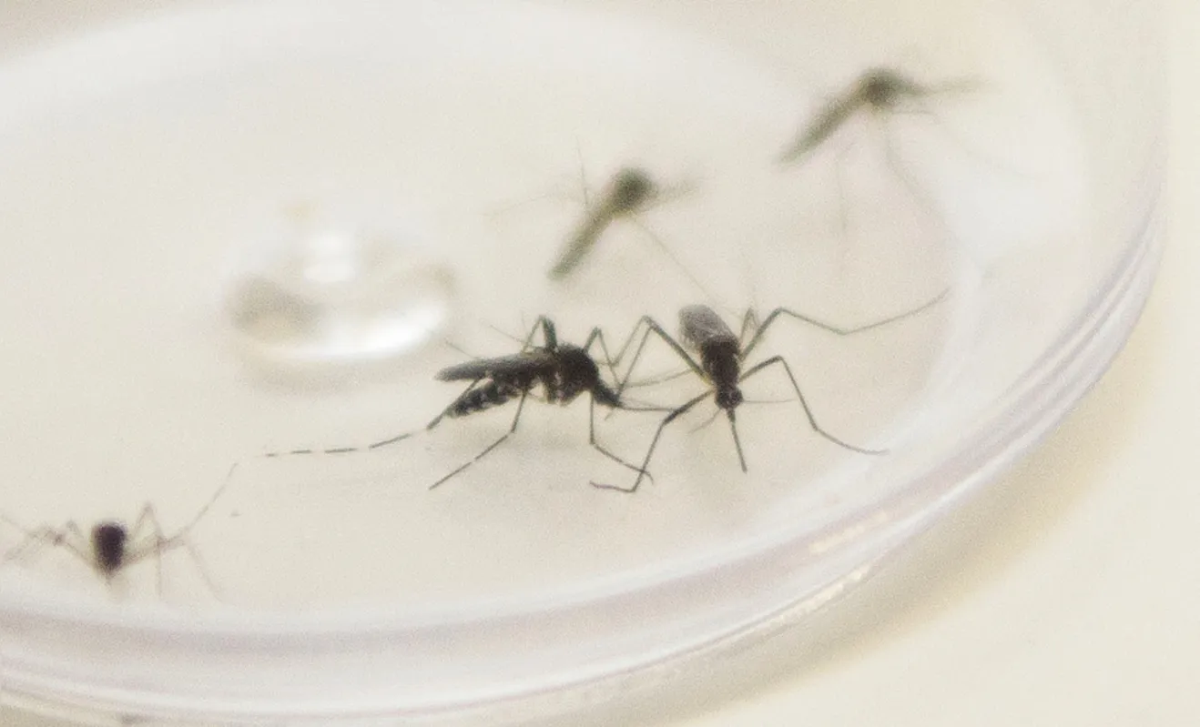 Imagem ilustrativa da imagem Tem sintomas de dengue? Busque atendimento rápido