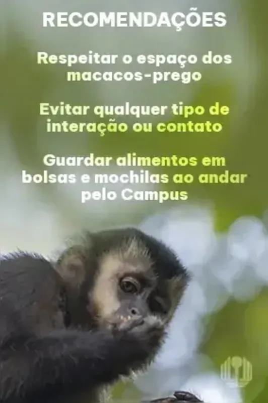 Imagem ilustrativa da imagem UEL orienta comunidade sobre convívio com macacos-pregos