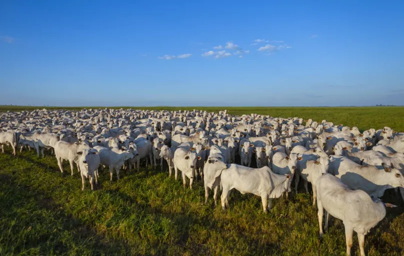 Entre as estratégias que já são utilizadas para reduzir a emissão de metano na pecuária brasileira estão o melhoramento genético de pastagens para desenvolver alimentos mais digestíveis para os animais