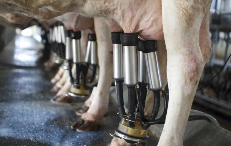 Alta nos custos de produção e a estiagem têm sido as maiores dificuldades dos produtores de leite paranaenses