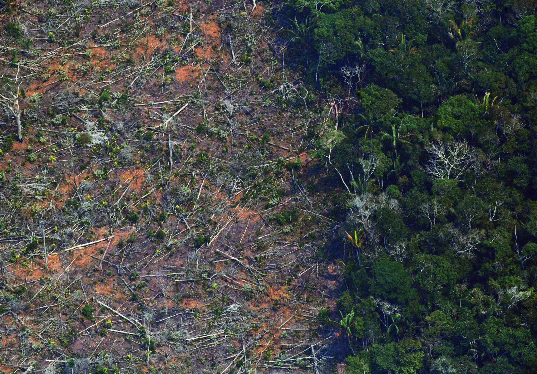 Imagem ilustrativa da imagem Crise climática e desmatamento ameaçam a Amazônia