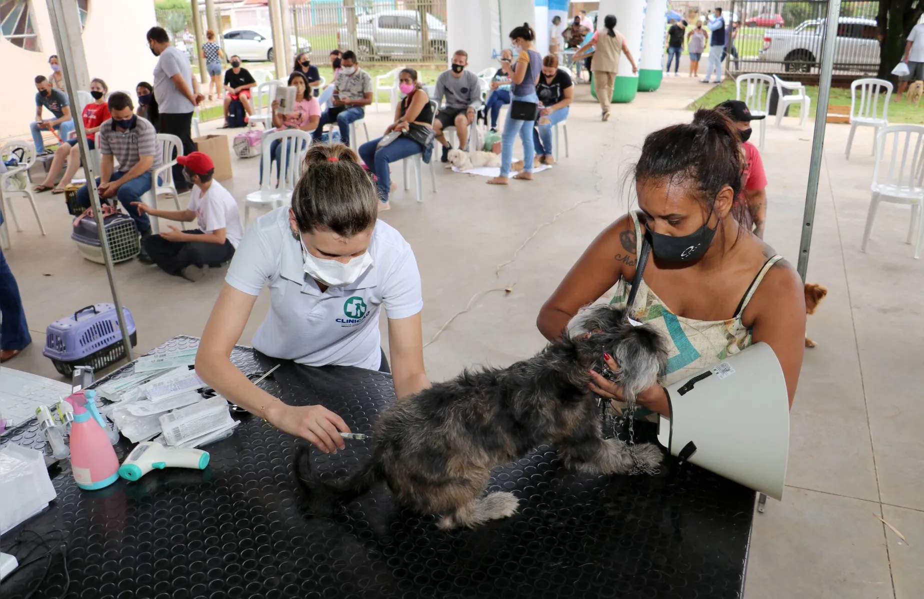 Imagem ilustrativa da imagem Prefeitura quer castrar mil cães e gatos em Londrina