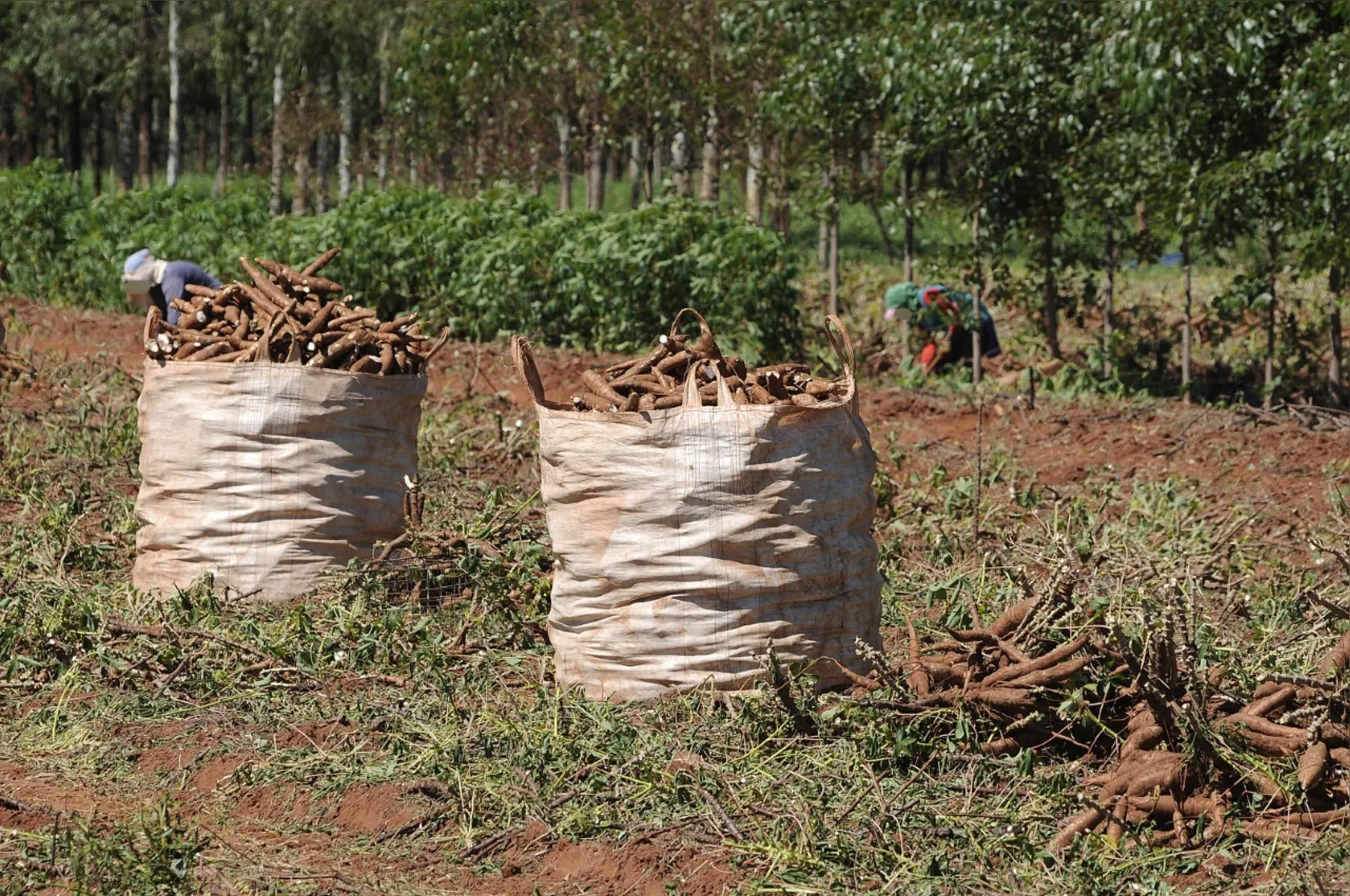 O Paraná é o segundo maior produtor de mandioca do Brasil. Na safra passada – 2020/2021 – o território paranaense produziu 3,6 milhões de toneladas da raiz