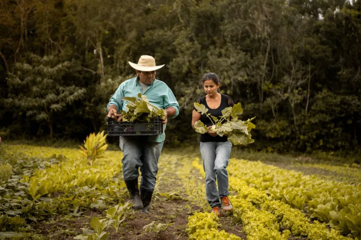 Imagem ilustrativa da imagem Importância da agricultura familiar no Brasil