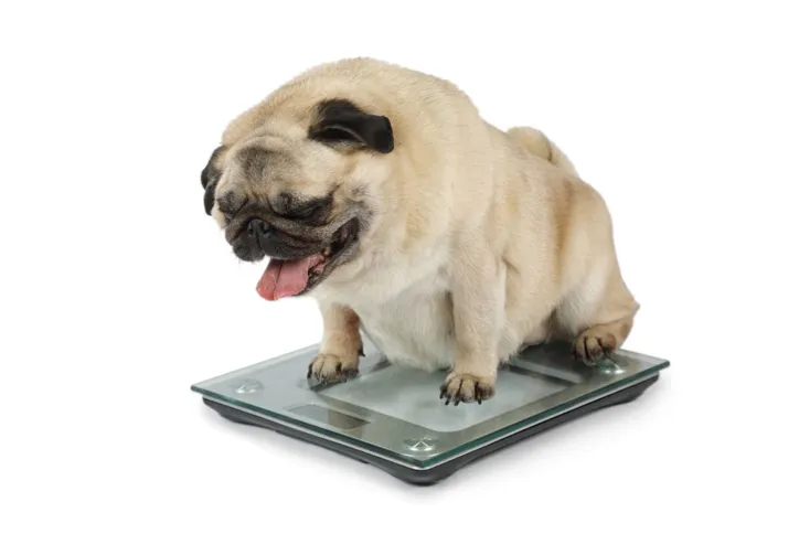 Imagem ilustrativa da imagem Obesidade em cães e gatos: como identificar e prevenir