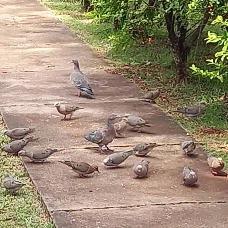 Imagem ilustrativa da imagem Cidade Fala - É a natureza!