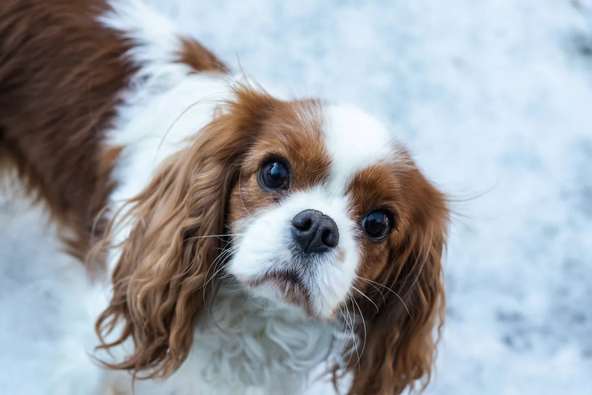 Cavalier King Charles Spaniels