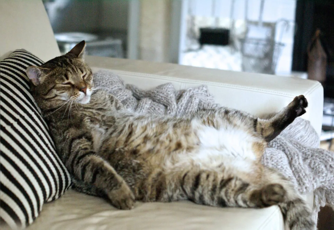 Imagem ilustrativa da imagem Obesidade em cães e gatos: como identificar e prevenir