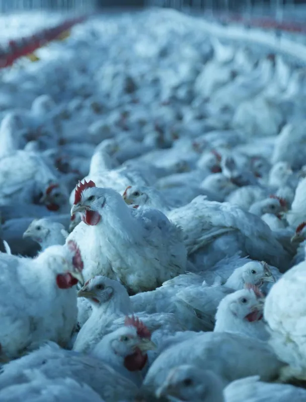 Projeção da Faep é que o consumo per capita de carne de frango salte para 48 quilos até o final deste ano no Paraná