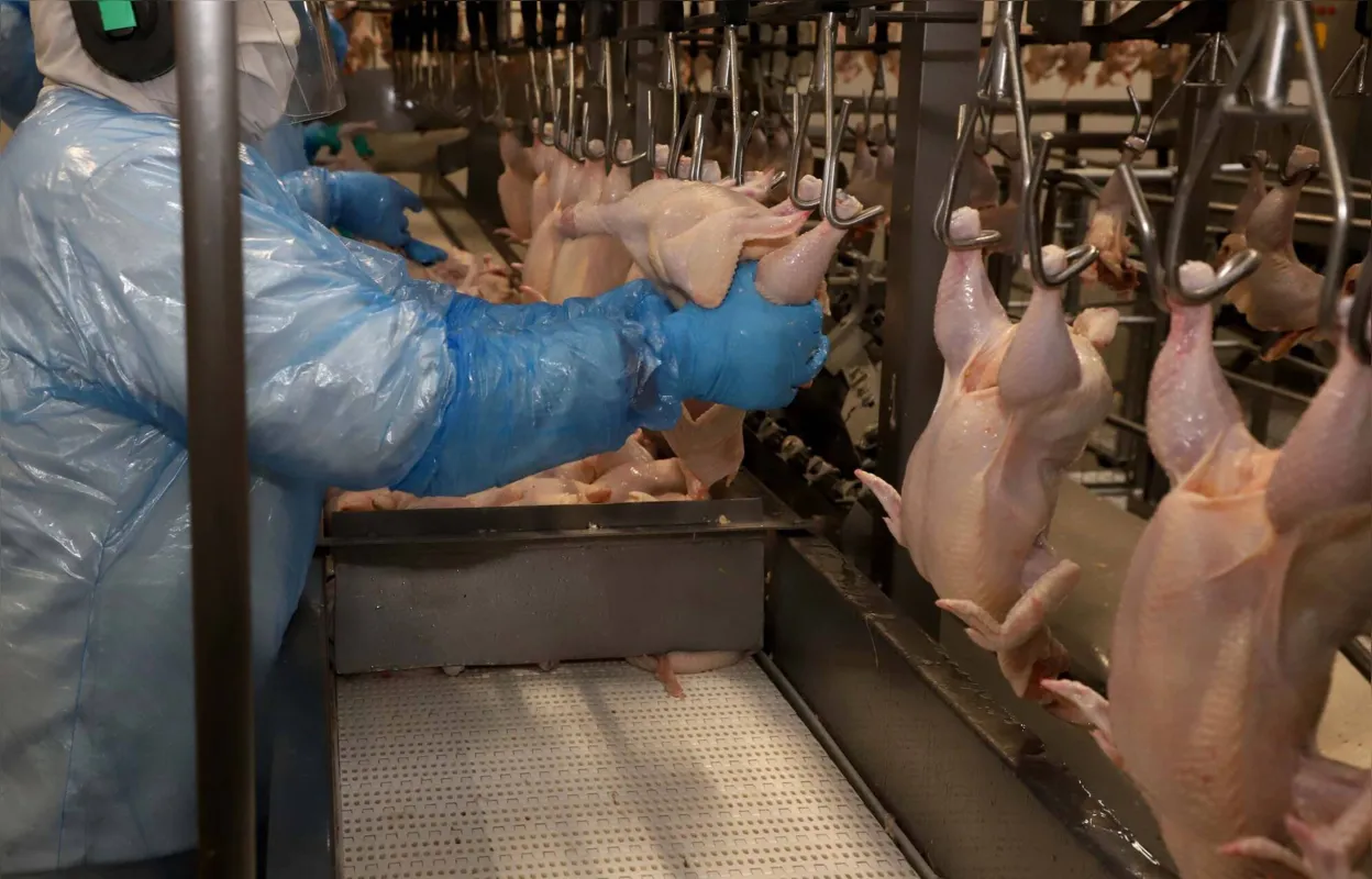 Em 2021, o Brasil  exportou 97,7% de carne de frango na forma in natura (4,36 milhões de toneladas)