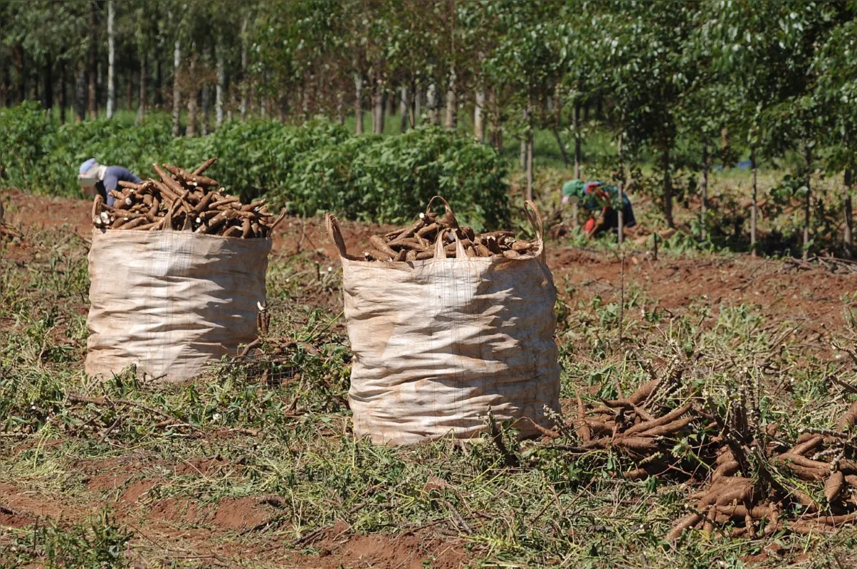 O Paraná é o segundo maior produtor de mandioca do Brasil. Na safra passada – 2020/2021 – o território paranaense produziu 3,6 milhões de toneladas da raiz