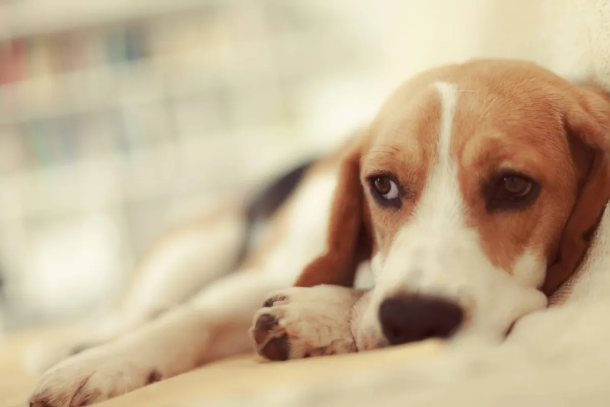 Imagem ilustrativa da imagem Saiba mais sobre leucemia e lúpus, doenças que também afetam pets