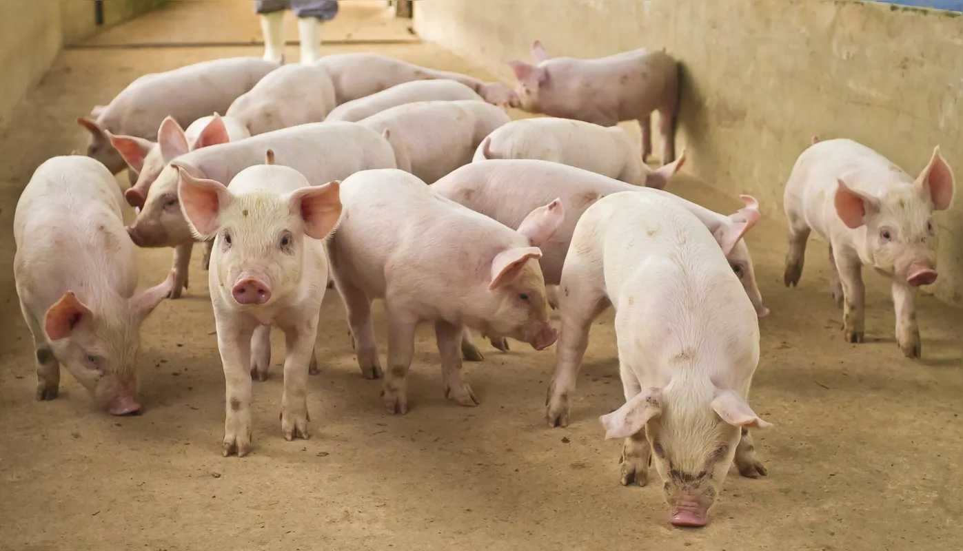 Os estudos sobre a vacina contra toxoplasmose em suínos estão sendo possíveis graças ao apoio financeiro das entidades que fomentam a pesquisa no Paraná