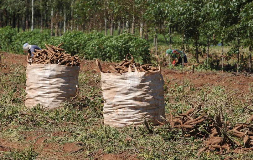 O Paraná é o segundo maior produtor de mandioca do Brasil. Na safra passada – 2020/2021 – o território paranaense produziu 3,6 milhões de toneladas da raiz
