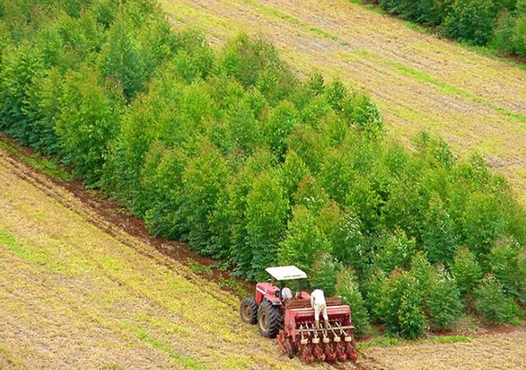 O sistema iLPF (integração lavoura-pecuária-floresta) integra o cultivo de lavouras com a de pastagens e florestas
