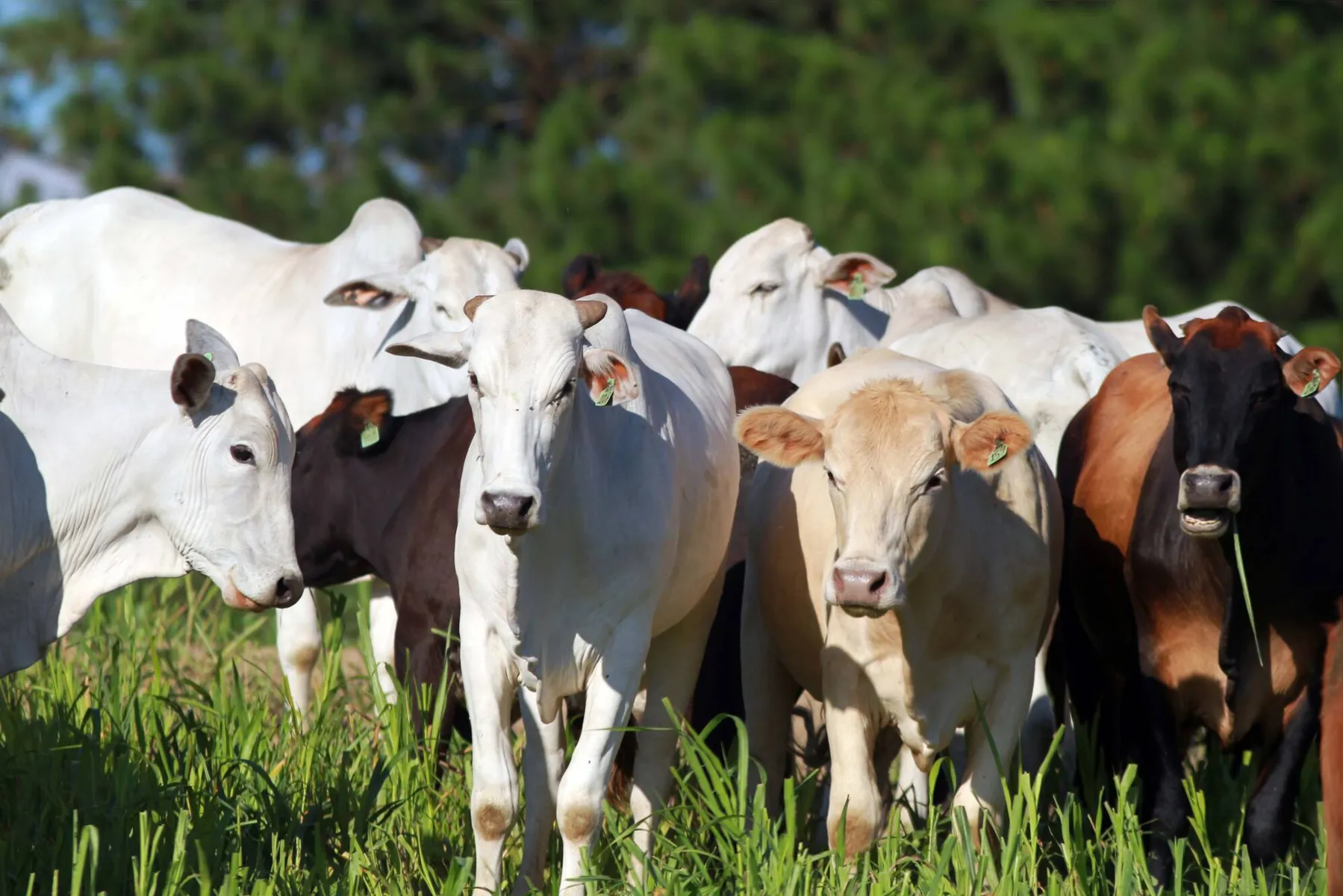 Paraná seguiu tendência nacional e registrou queda no abate de bovinos em 2021: menos 16,1%