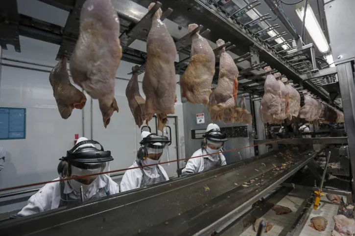 Paraná lidera o abate de frangos com 33,6% de participação nacional